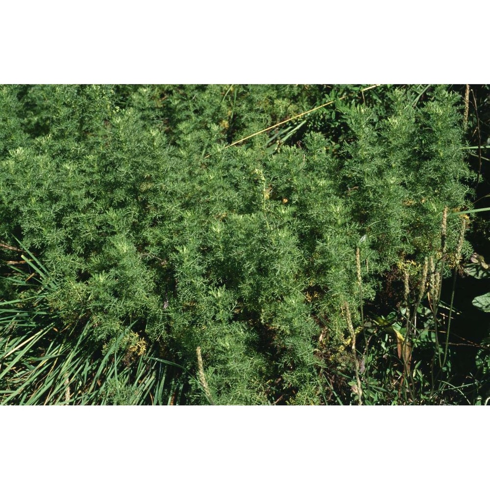 artemisia chamaemelifolia vill.