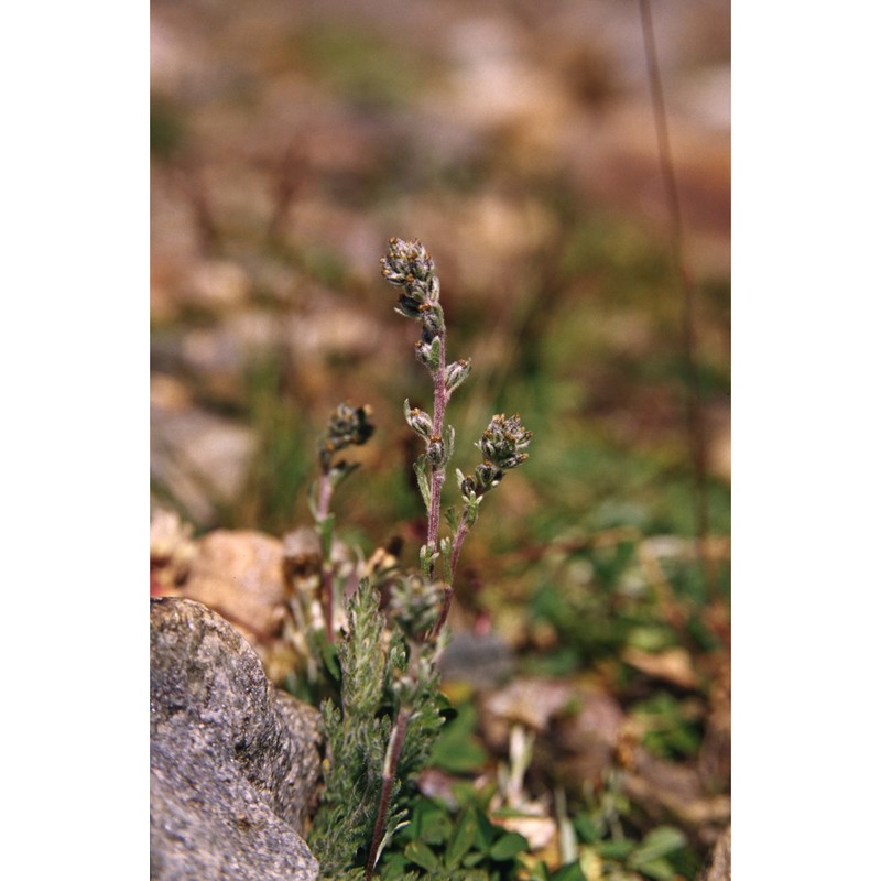 artemisia genipi stechm.