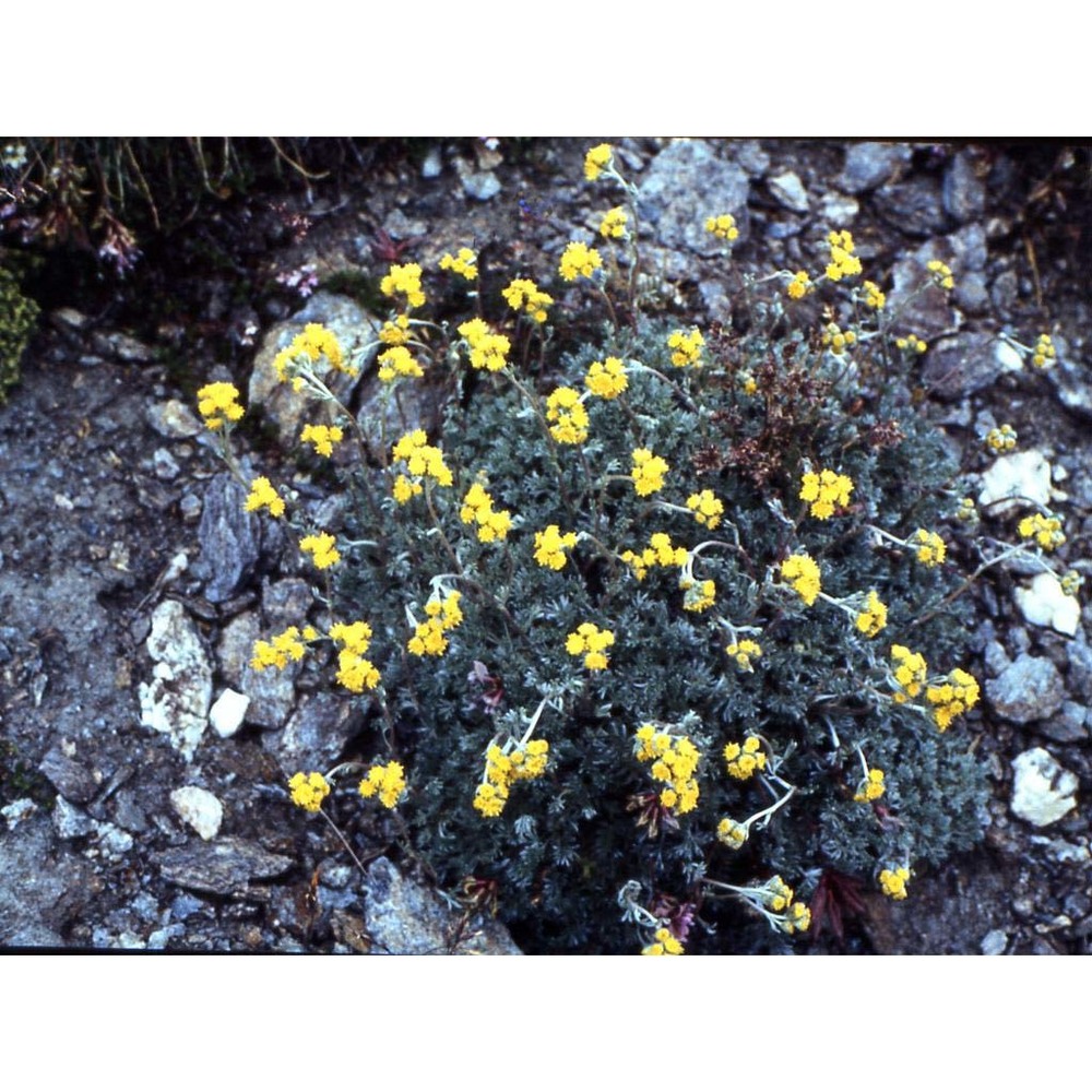 artemisia glacialis l.