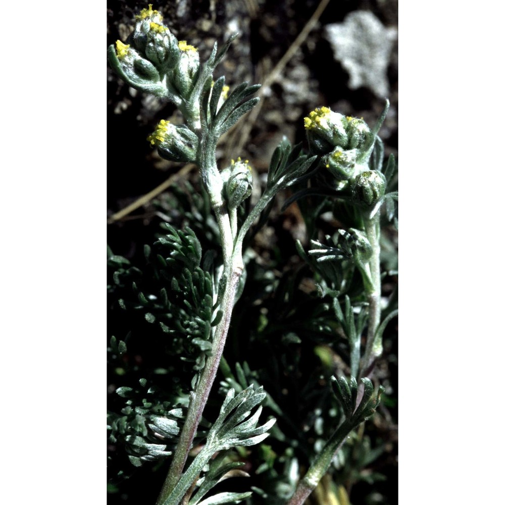 artemisia nitida bertol.