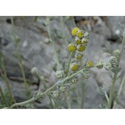 artemisia nitida bertol.