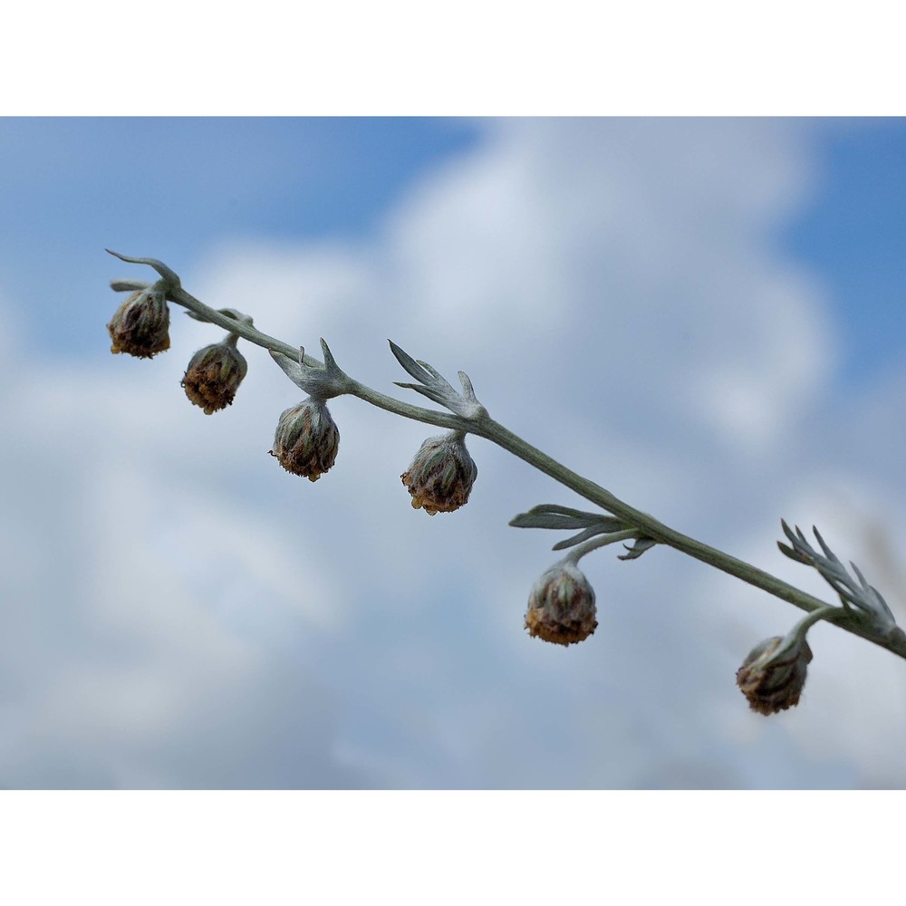 artemisia nitida bertol.