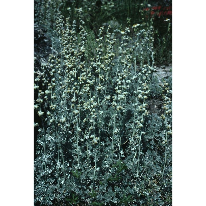 artemisia pedemontana balb.