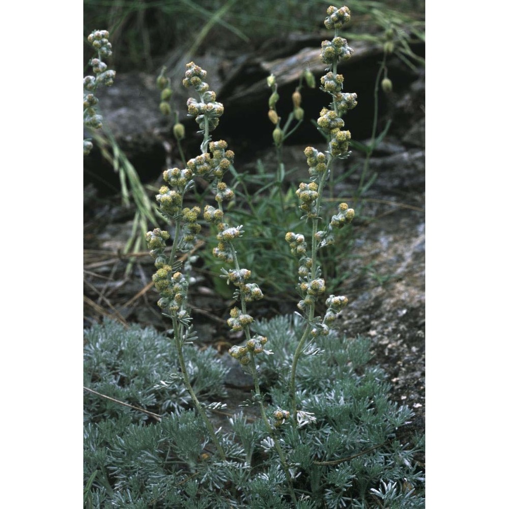 artemisia pedemontana balb.