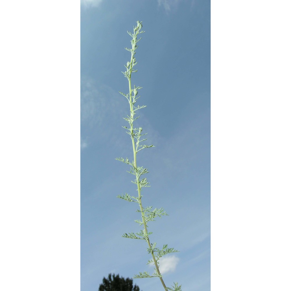 artemisia pontica l.