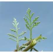 artemisia pontica l.