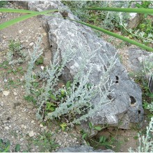 artemisia scoparia waldst. et kit.