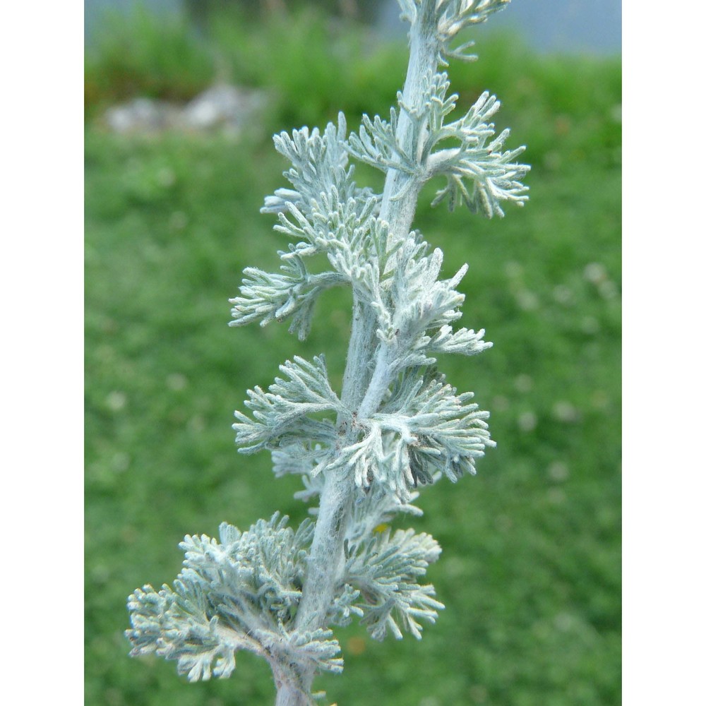 artemisia scoparia waldst. et kit.