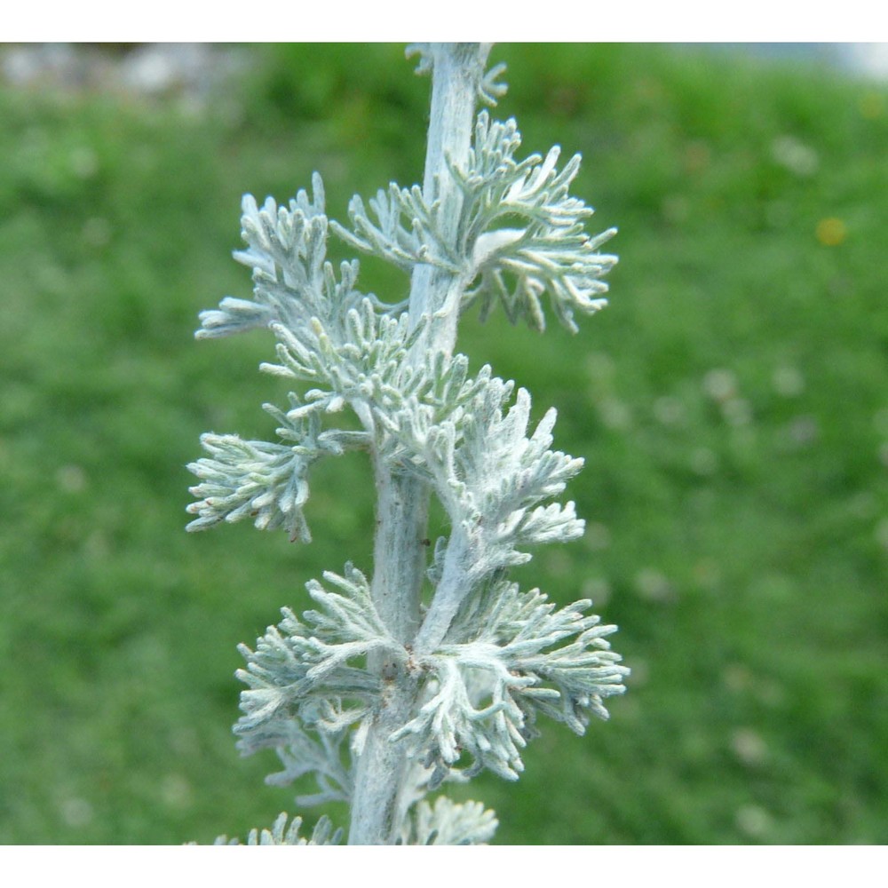 artemisia scoparia waldst. et kit.