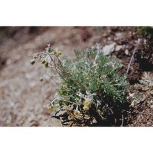 artemisia umbelliformis lam.