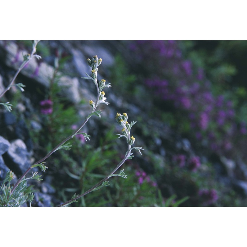 artemisia umbelliformis lam.