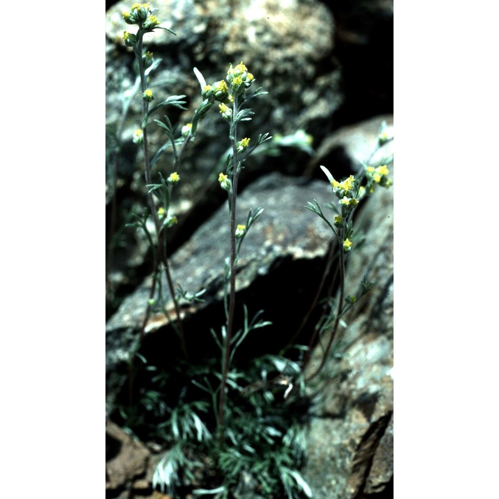 artemisia umbelliformis lam.