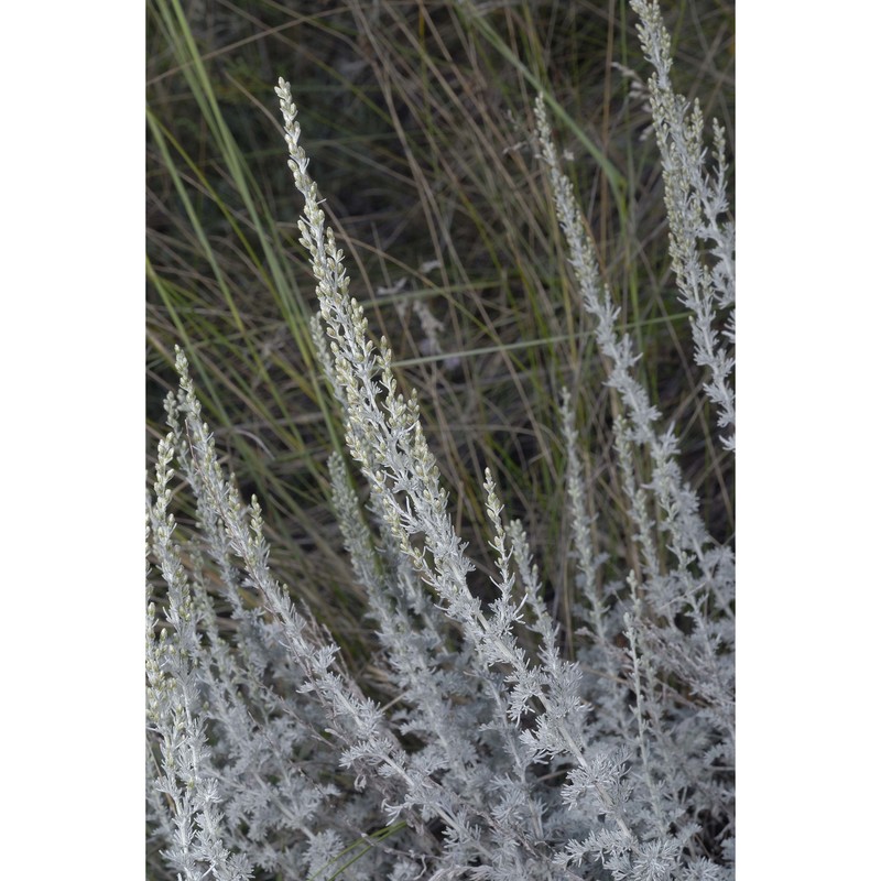 artemisia vallesiaca all.