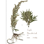 artemisia verlotiorum lamotte