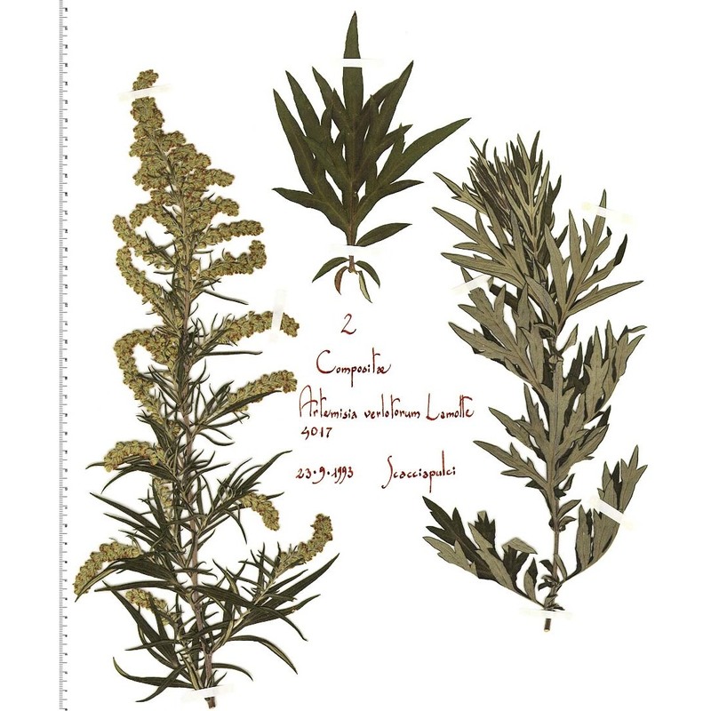 artemisia verlotiorum lamotte