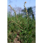 artemisia verlotiorum lamotte