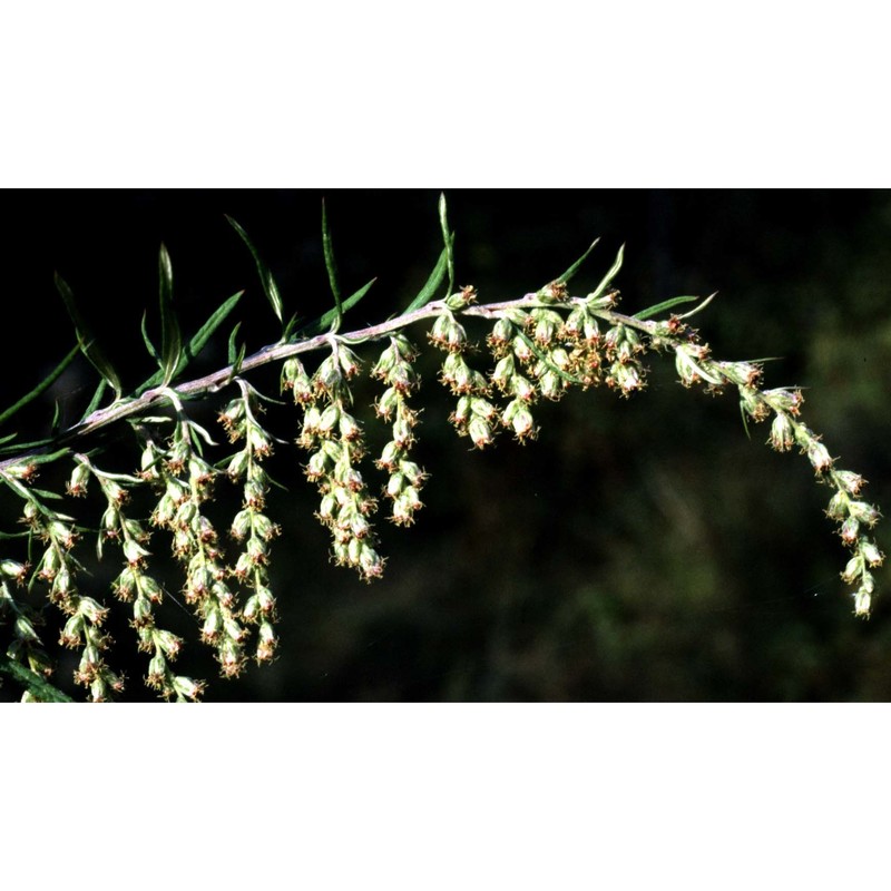 artemisia verlotiorum lamotte