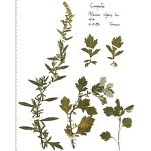 artemisia vulgaris l.