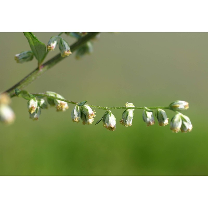 artemisia vulgaris l.