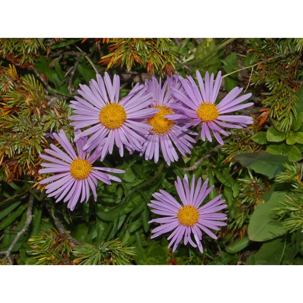 aster alpinus l.