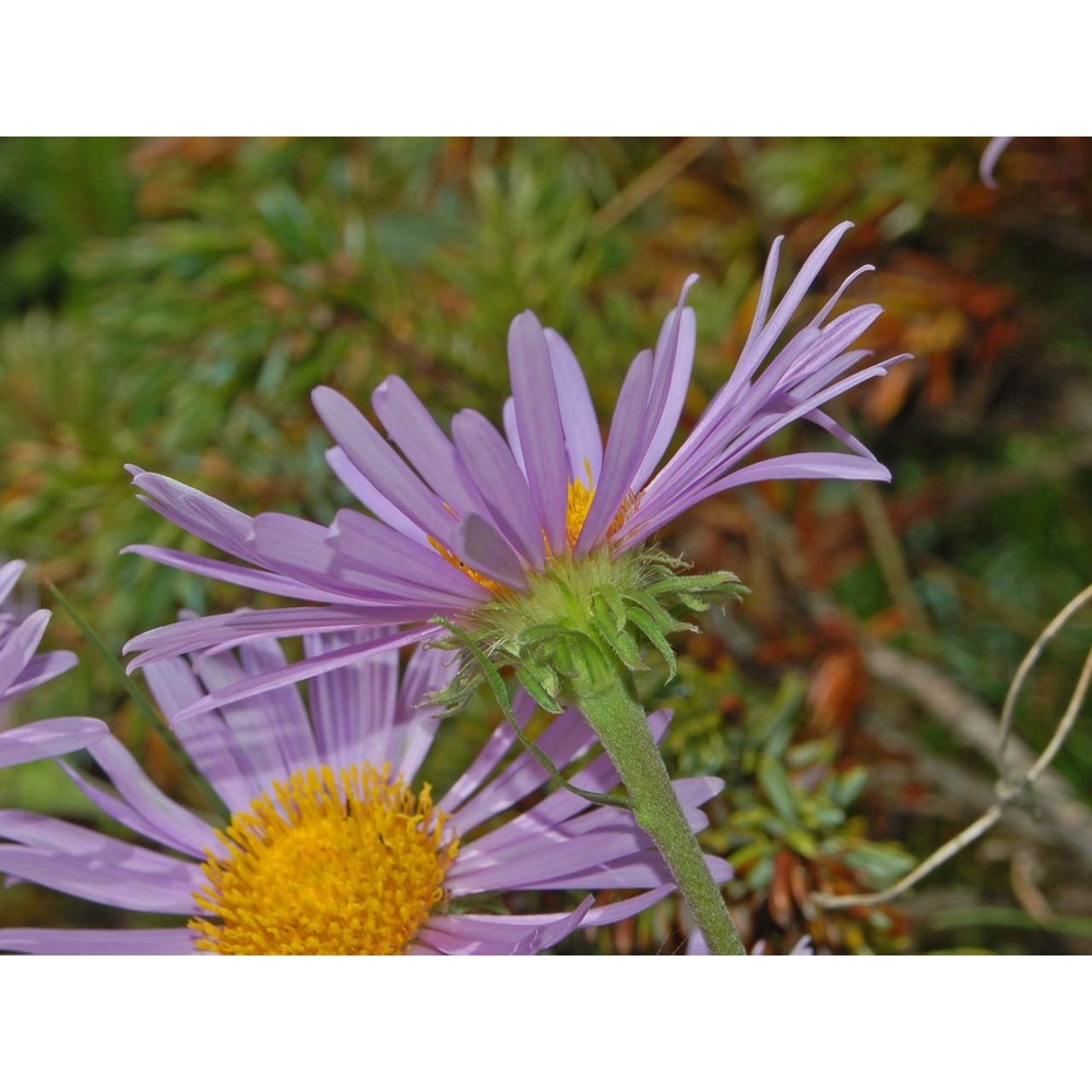 aster alpinus l.