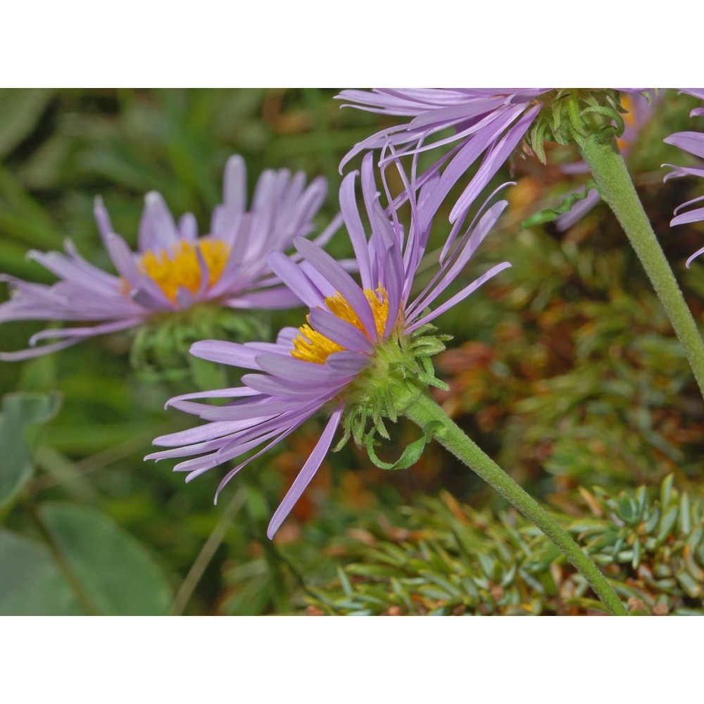 aster alpinus l.