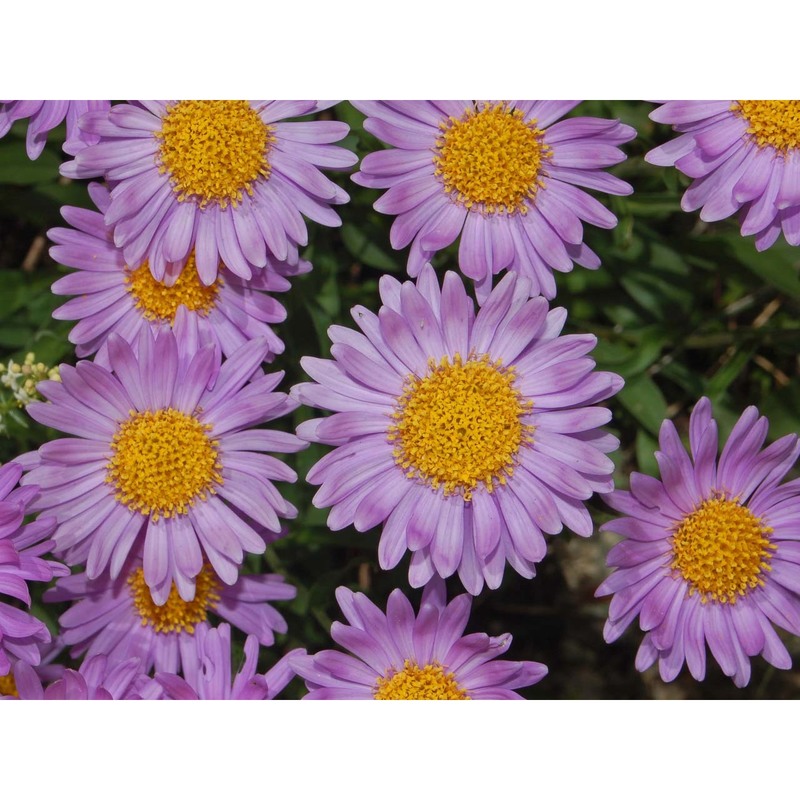 aster alpinus l.