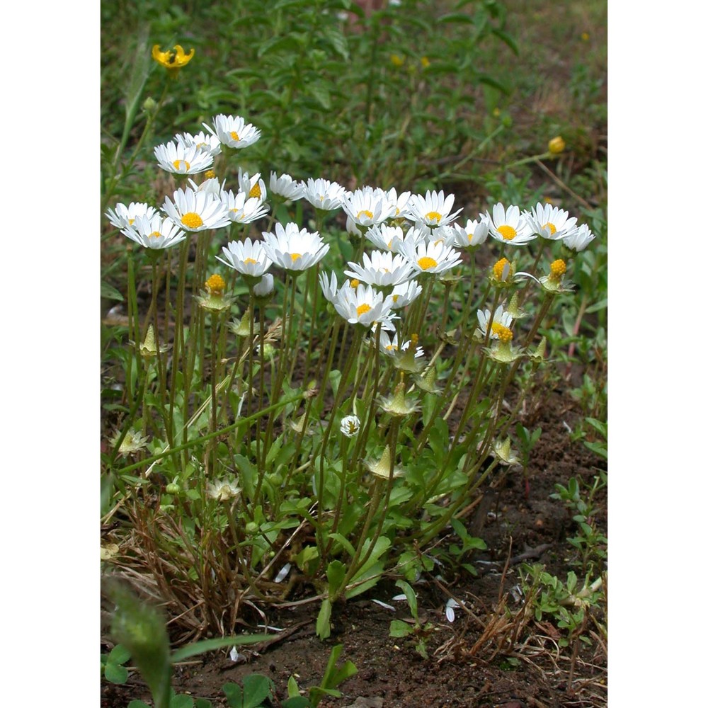 bellis annua l. subsp. annua