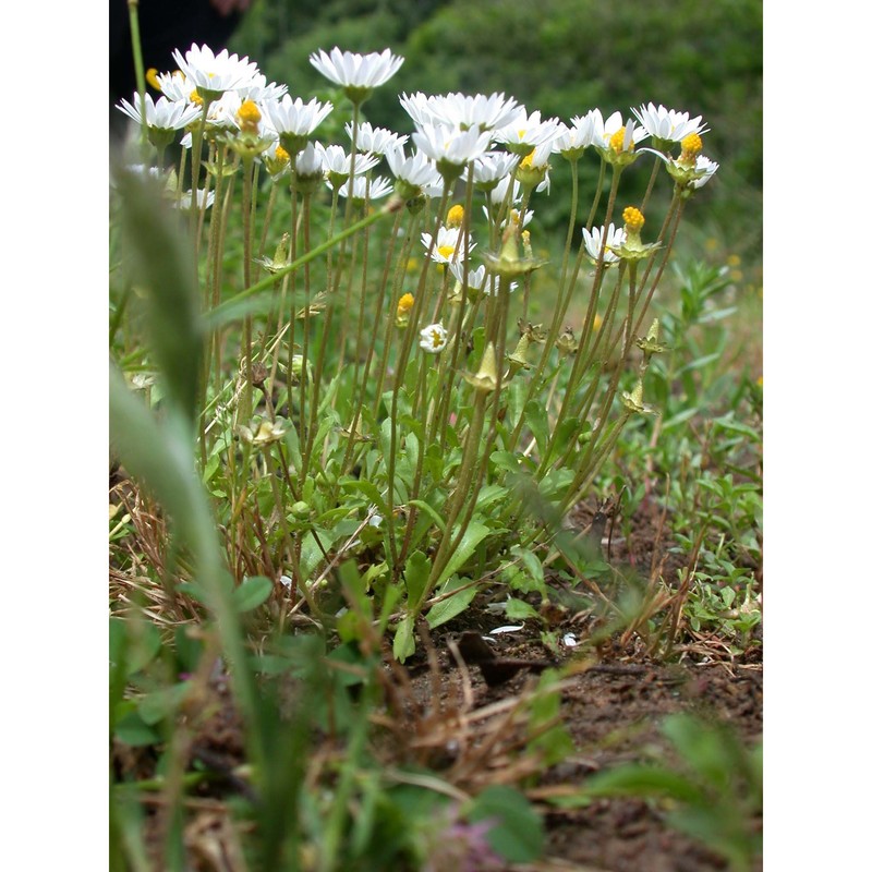 bellis annua l. subsp. annua