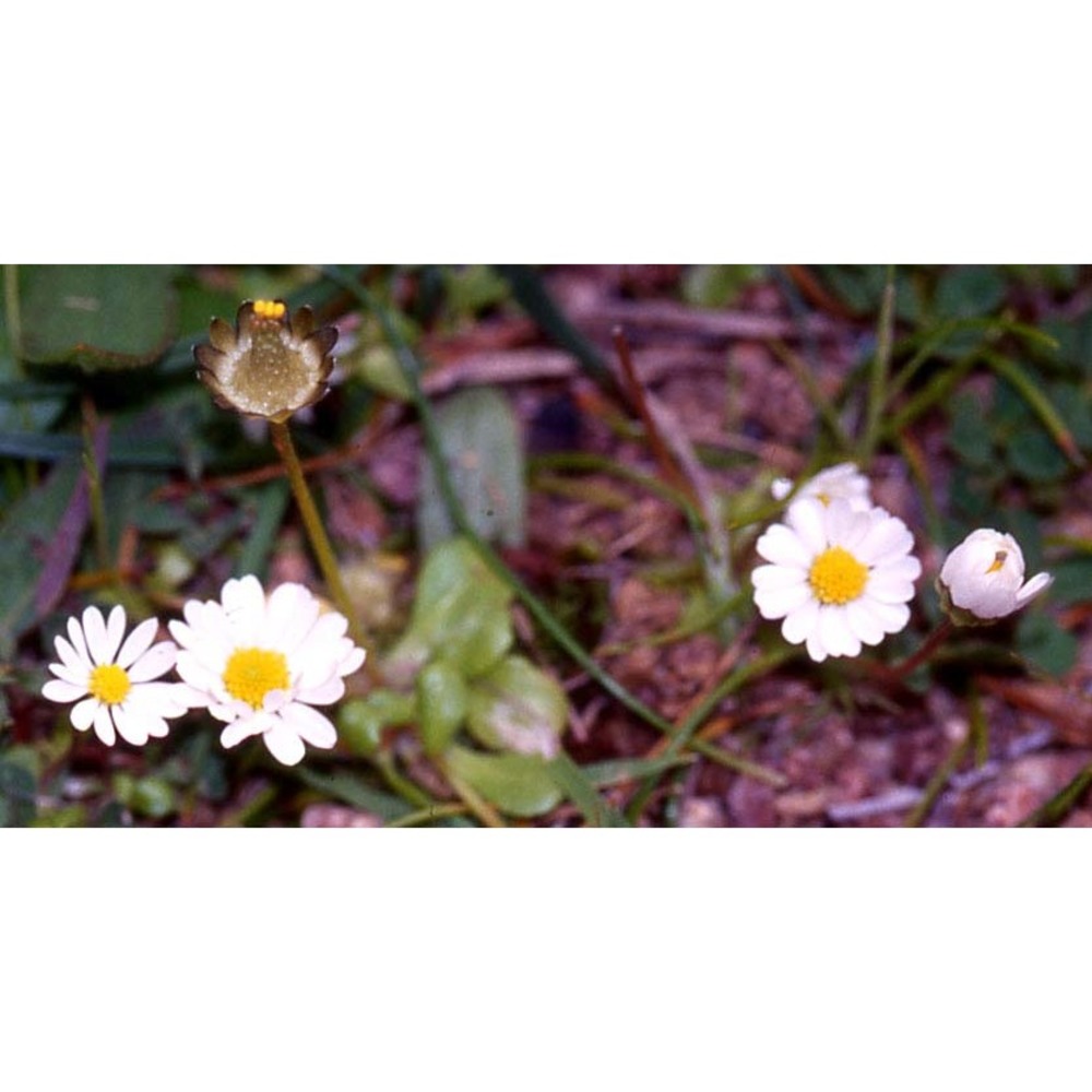 bellis annua l. subsp. annua