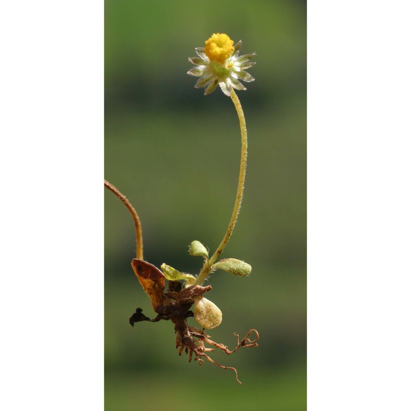 bellis annua l. subsp. annua