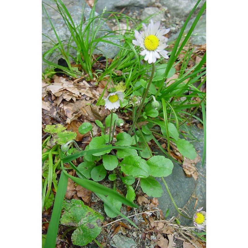 bellis margaritifolia huter