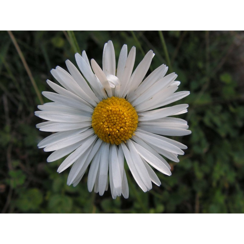 bellis margaritifolia huter