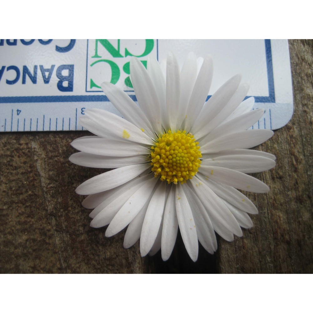 bellis margaritifolia huter