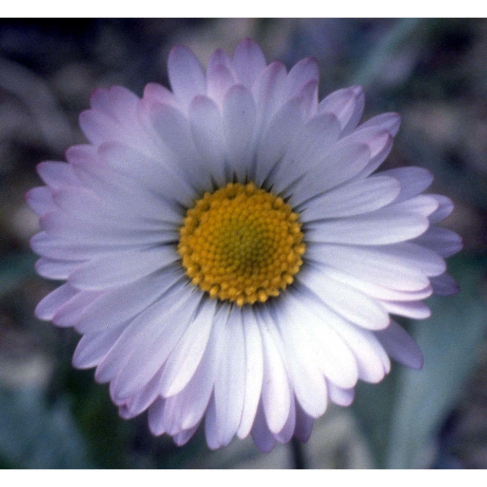 bellis perennis l.