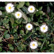 bellis perennis l.