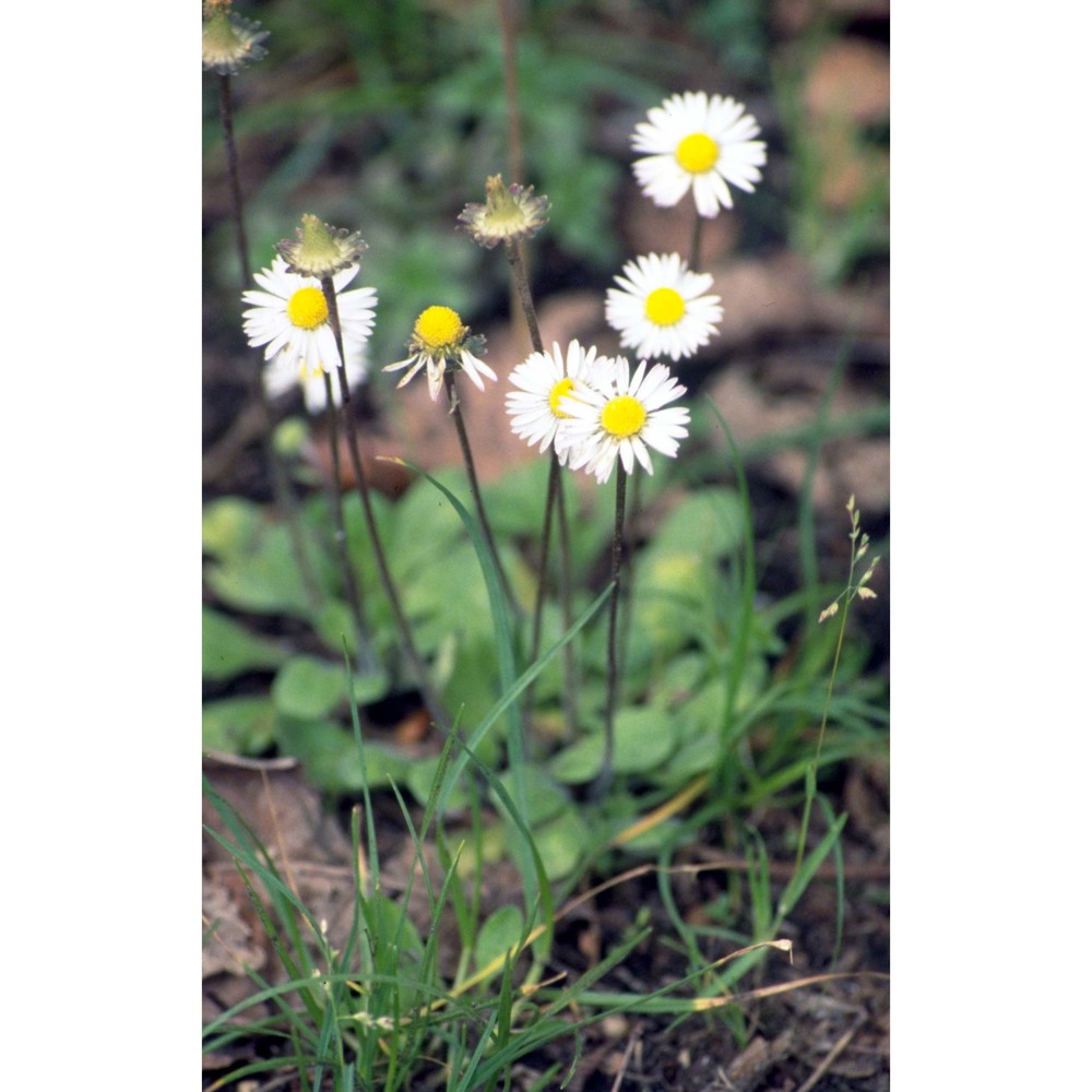 bellis perennis l.