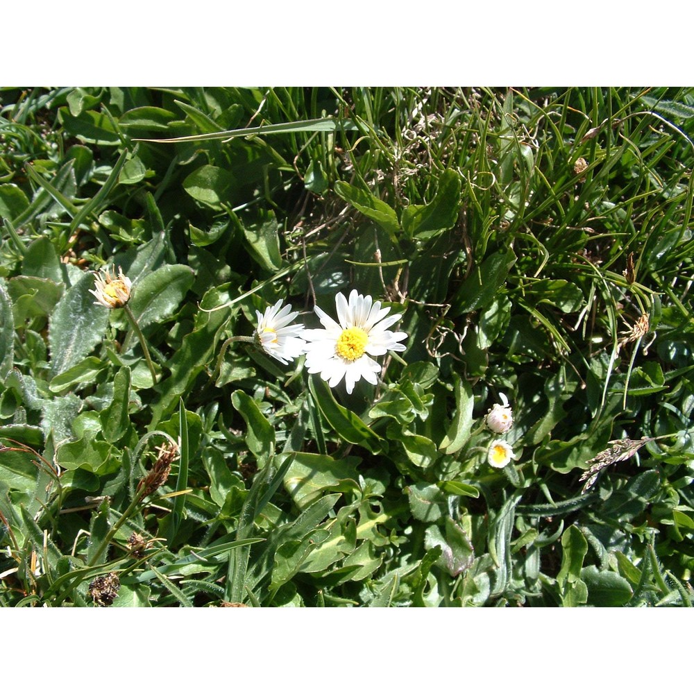 bellis pusilla (n. terracc.) pignatti