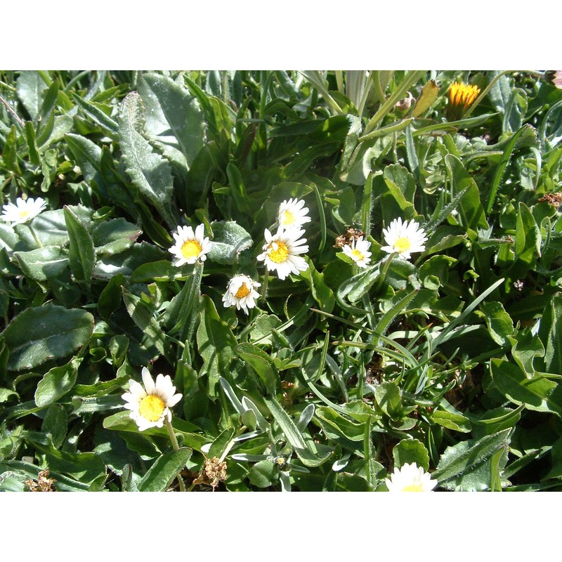 bellis pusilla (n. terracc.) pignatti