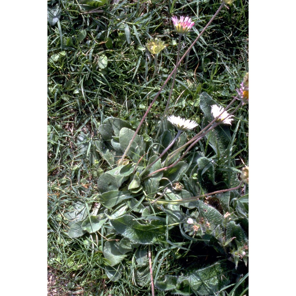 bellis sylvestris cirillo