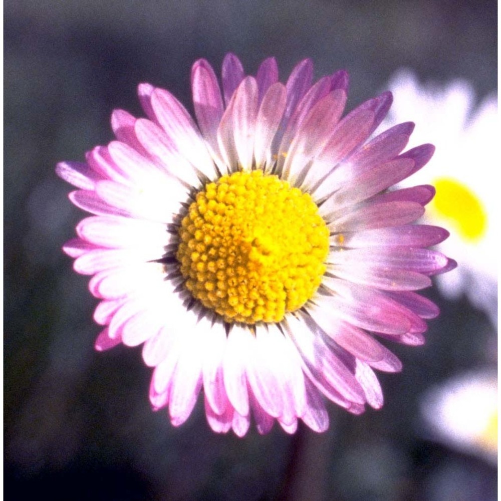 bellis sylvestris cirillo