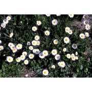 bellis sylvestris cirillo