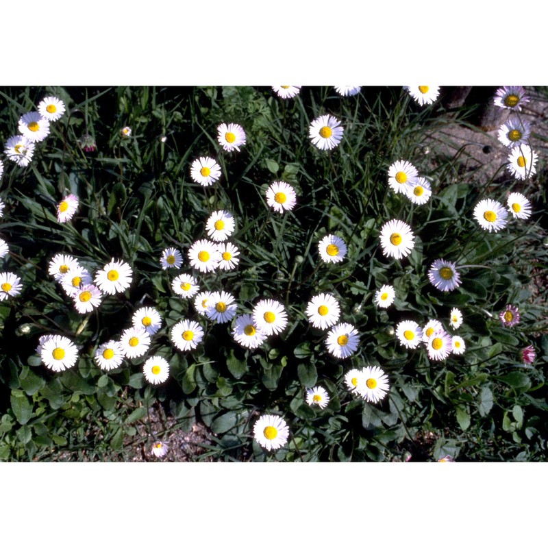 bellis sylvestris cirillo