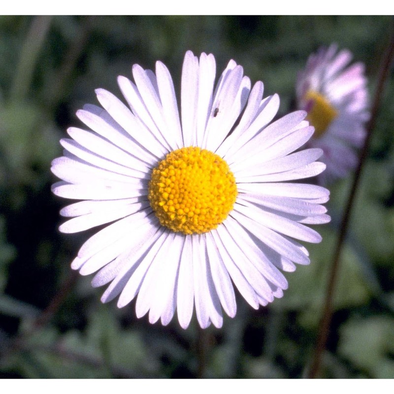 bellis sylvestris cirillo