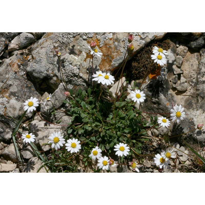 bellium bellidioides l.