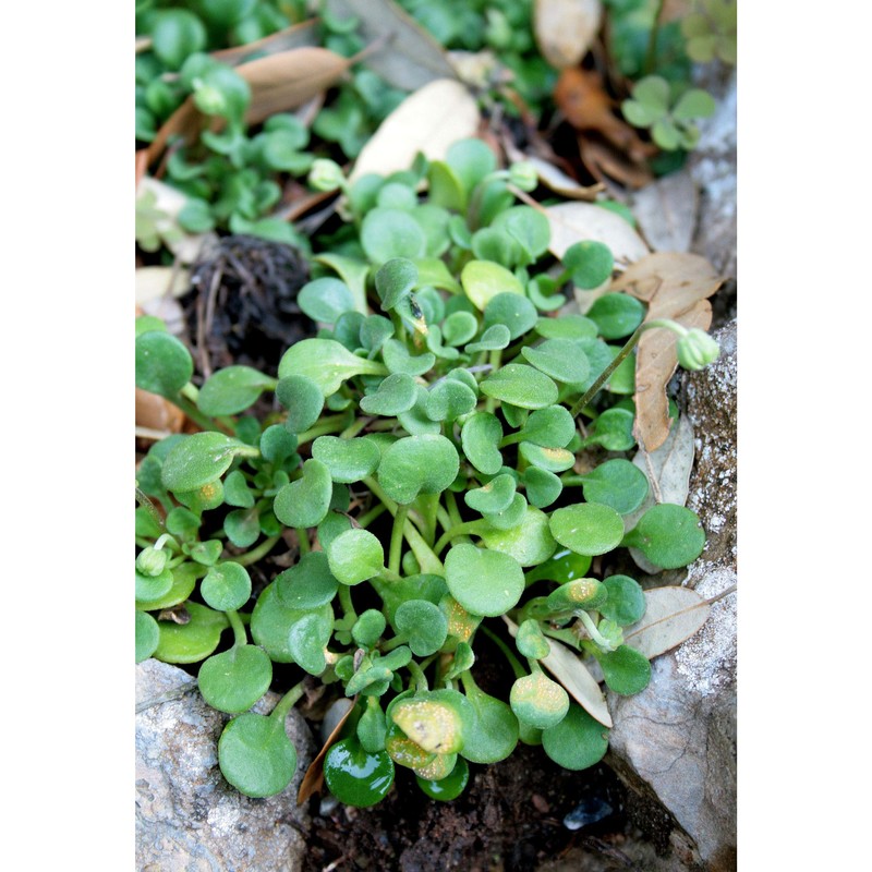 bellium crassifolium moris