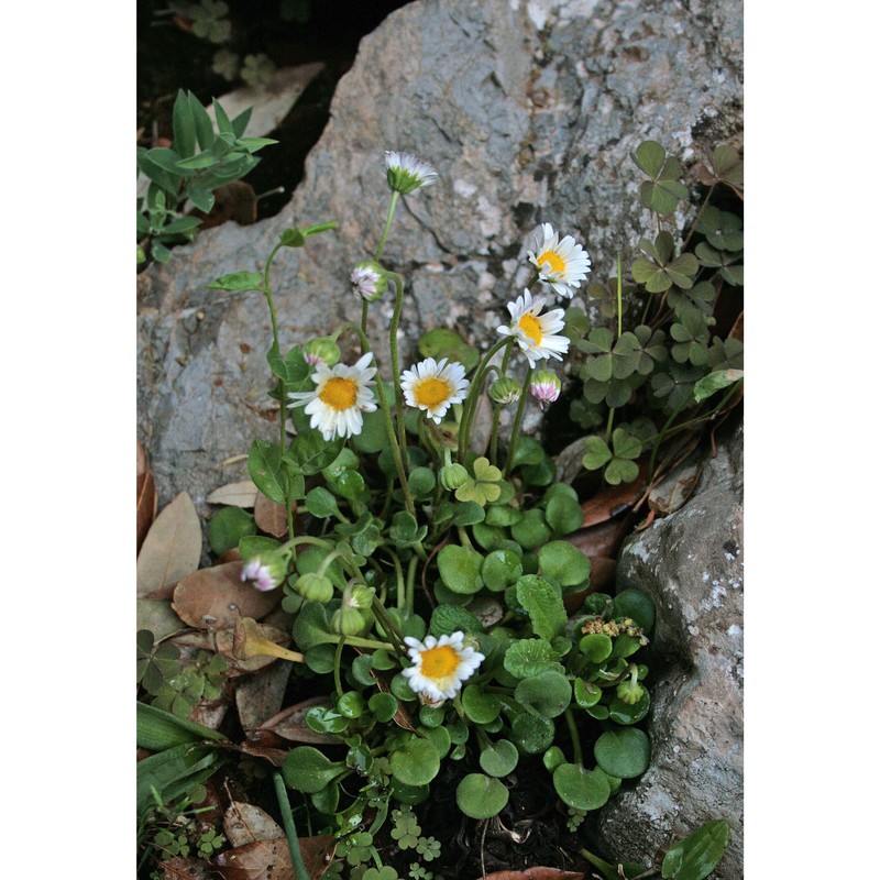 bellium crassifolium moris