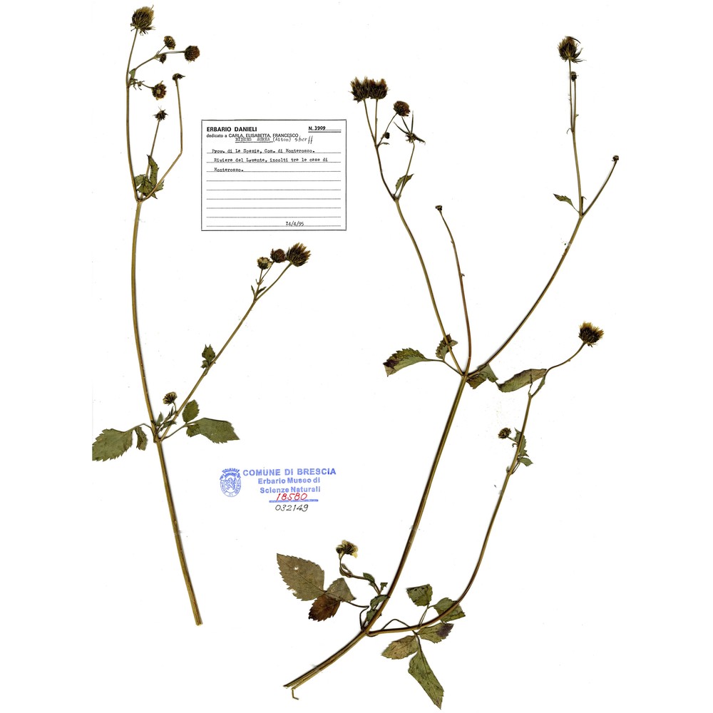 bidens aurea (aiton) sherff