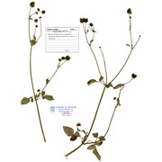 bidens aurea (aiton) sherff