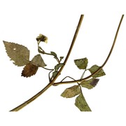 bidens aurea (aiton) sherff